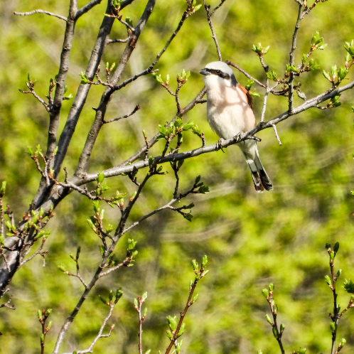 La Hima de Hammana, c'est une zone protégée dans la région montagneuse de Baabda, à l'est de Beyrouth. On y observe une riche faune sauvage, composée de mammifères, reptiles et oiseaux, au cours de randonnées accompagnées par des experts qui ont beaucoup de choses à raconter. Pour en savoir plus, c'est par ici!